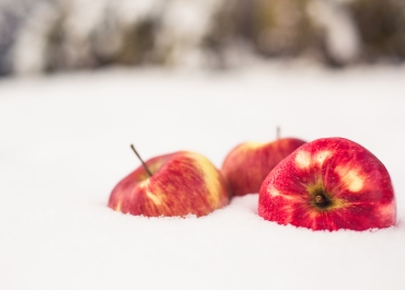 雪地挖蘋果|蘋果溫泉